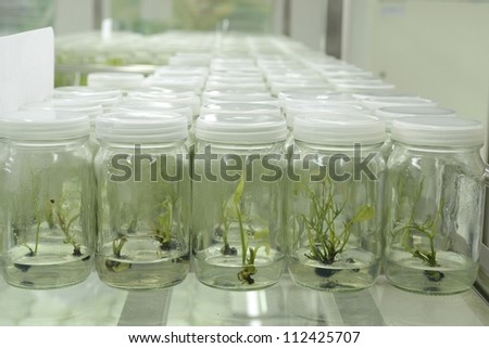 experiment of plant tissue culture in the laboratory