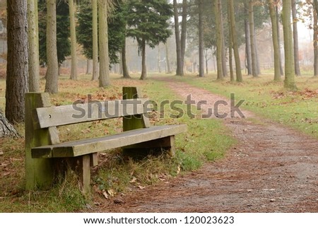 an old bench in the pine forest