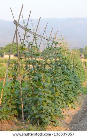 Vine Plant in the field in Thailand