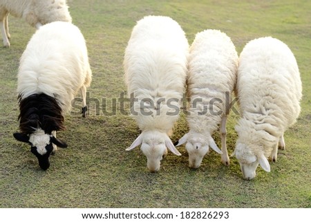 Black sheep eating grass near white sheep