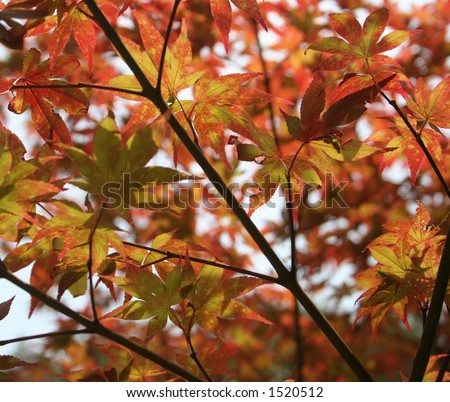 japanese maple tree. Japanese Maple tree leaves