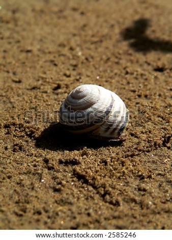 seashore and snail shell close-up