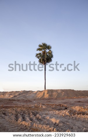 sugar palm tree