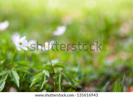 beautiful white flowers and green background