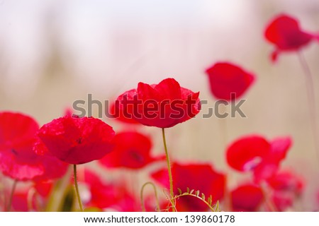 red flowers-red poppy