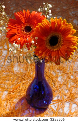 Gerbera Daisy in blue vase on straw background