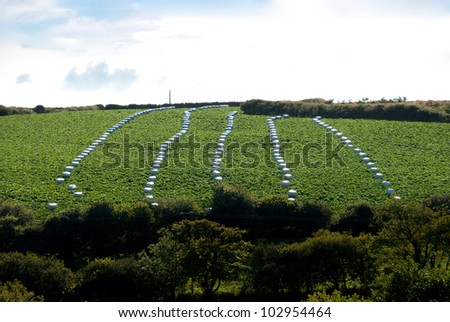bales of hay in order on a field in Cornwall