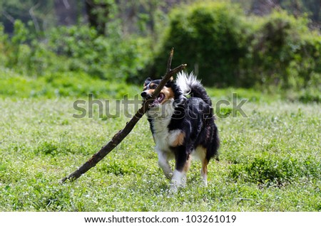Border collie running with stick in mouth