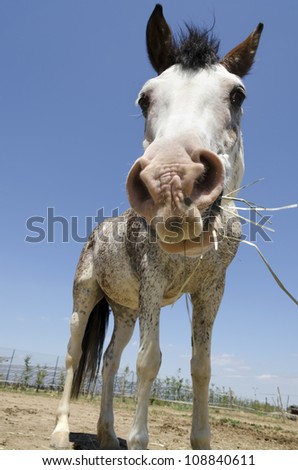 closeup of a horse that eats hay