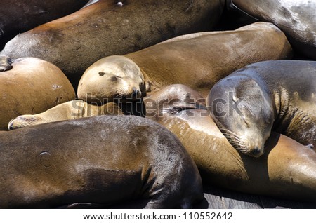sea lions  sleeping on Pier 39 in San Francisco, California in United States of America