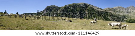 overview of a field with cows and calves grazing on the hills of Piedmont in Italy Vinadio