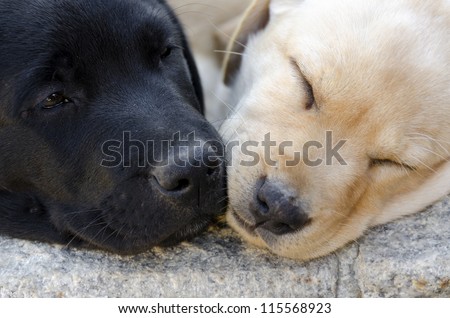 pair of black and honey color Labrador puppies sleeping