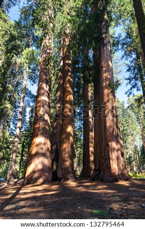 redwood house group in Sequoia National Park in California in the United States of America