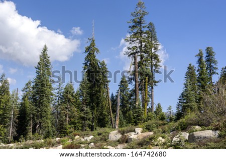 forest in Sequoia National Park in California in America