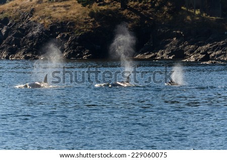 three orcas on the  sea of Vancouver Island