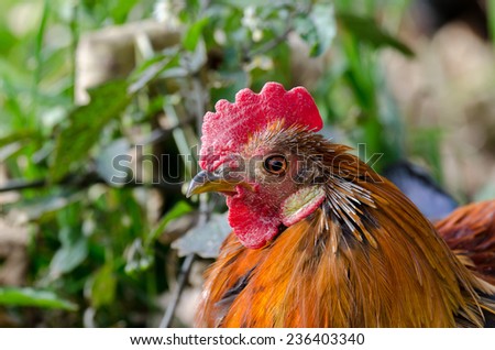 close up of a rooster in a hen house