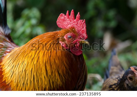close up of a rooster in a hen house