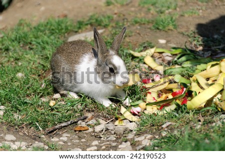 rabbit eating salad and carrots