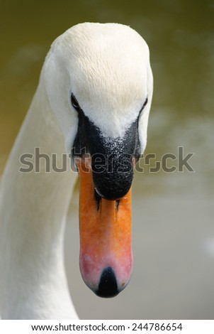 close-up of a white swan with red beak