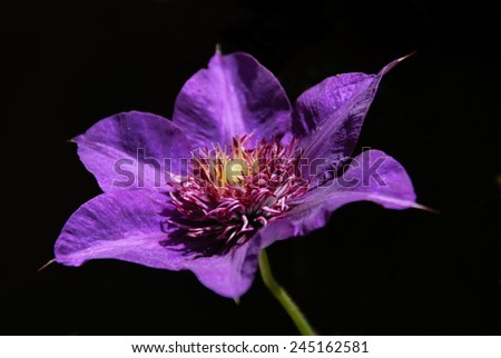 macro picture of a purple Clematis