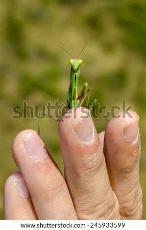 praying mantis on a green hand