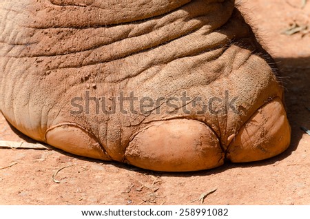 detail of the paw of an elephant