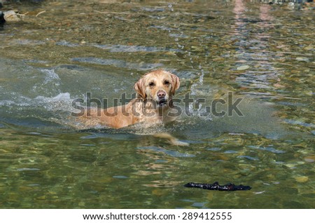 golden retriever running in the lake