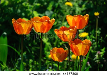 six orange tulips with green background