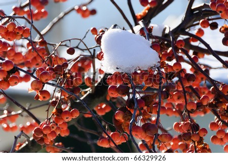branch of red berries with snow