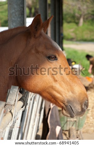 muzzle of a horse that comes from a stable