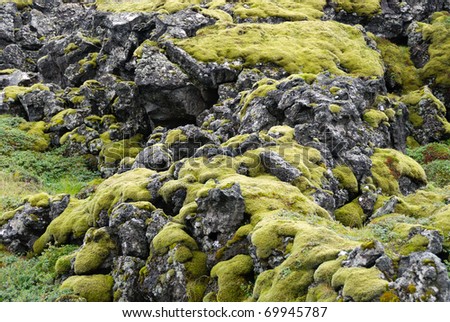 moss on basaltic rocks in Iceland Langaholt