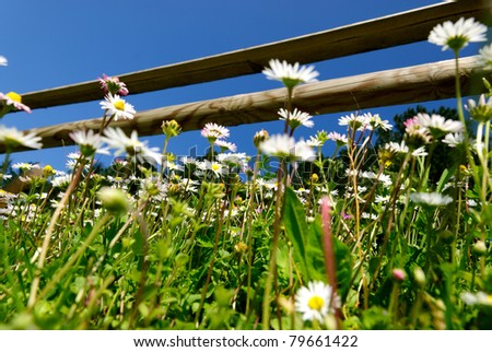 daisies in spring photographed from below