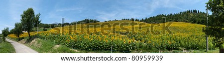 overview of a field of sunflowers on a hill in Predappio