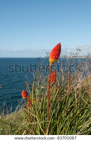 Red Hot Poker flower and sea of Port Isaac in Cornwall