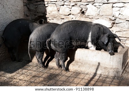 breeding, animal, white, meat, farm, fat, pig, eat, feed trough , snout , nature , black, hair, pig sty , pig