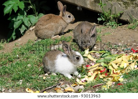three rabbits intent on eating apple peel