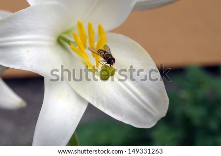like a wasp fly (Syrphidae) sucking nectar from Lilies