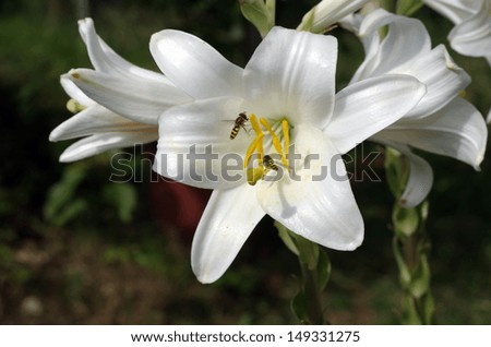 like a wasp fly (Syrphidae) sucking nectar from Lilies