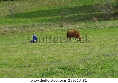 October 2014 years. In the former socialist countries was neglected livestock. Bulgaria, mountainous region. Old man feed his cow sitting in a chair.