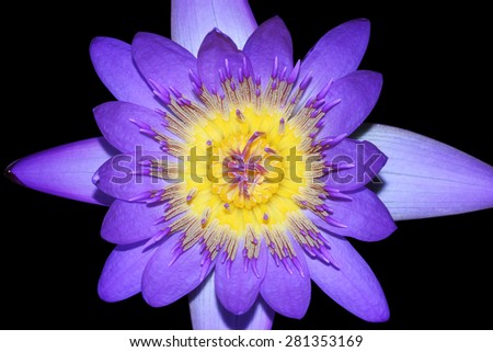 Royal Purple Water Lily