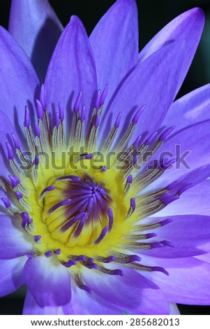 Close up view of a Royal Purple Water Lily