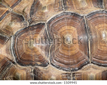 Patterns on Tortoise Shell