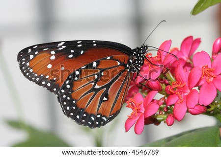 The Queen Butterfly (Danaus Gilippus) is a native Butterfly to North and South America.  It is related to the Monarch Butterfly.