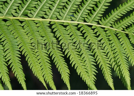 Close up view of a green fern frond