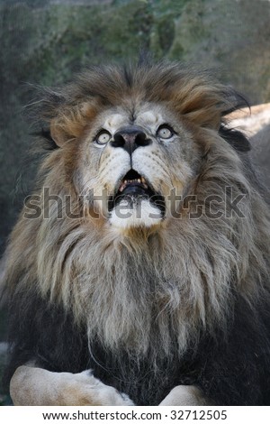Male African Lion looking up in fear