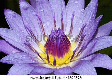 Royal Purple Water Lily with rain drops