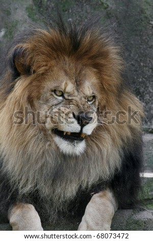 Male African Lion with an evil look on his face