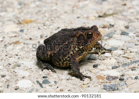 Very large dark warty female American toad