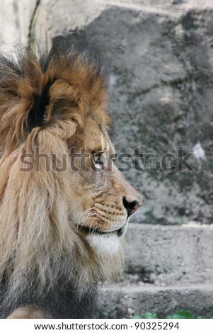 Side view of male African Lion