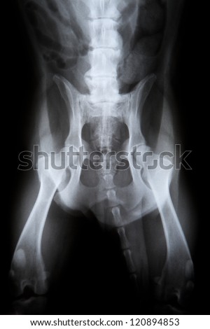 X-Ray Hip Dysplasia Dog Stock Photo 120894853 : Shutterstock
